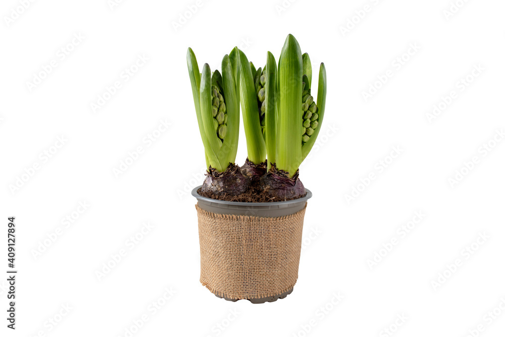 Hyacinth or hyacinthus spring bulbous plant in the pot isolated on white Hyacinth or hyacinthus spring bulbous plant in the pot isolated on white