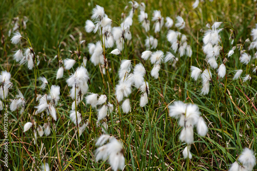 Common Cottongrass Eriophorum Angustifolium photo