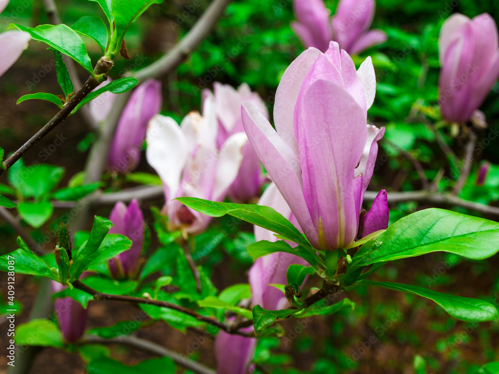 pink magnolia in the botanical garden in spring. High quality photo pink magnolia in the botanical garden in spring. High quality photo