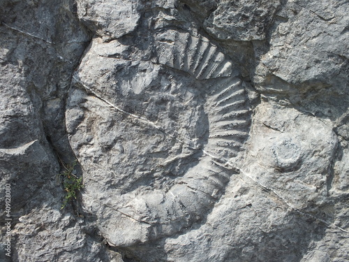 Ancient Fossils in the rock