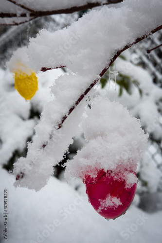 eastern in snow © Stockfotos