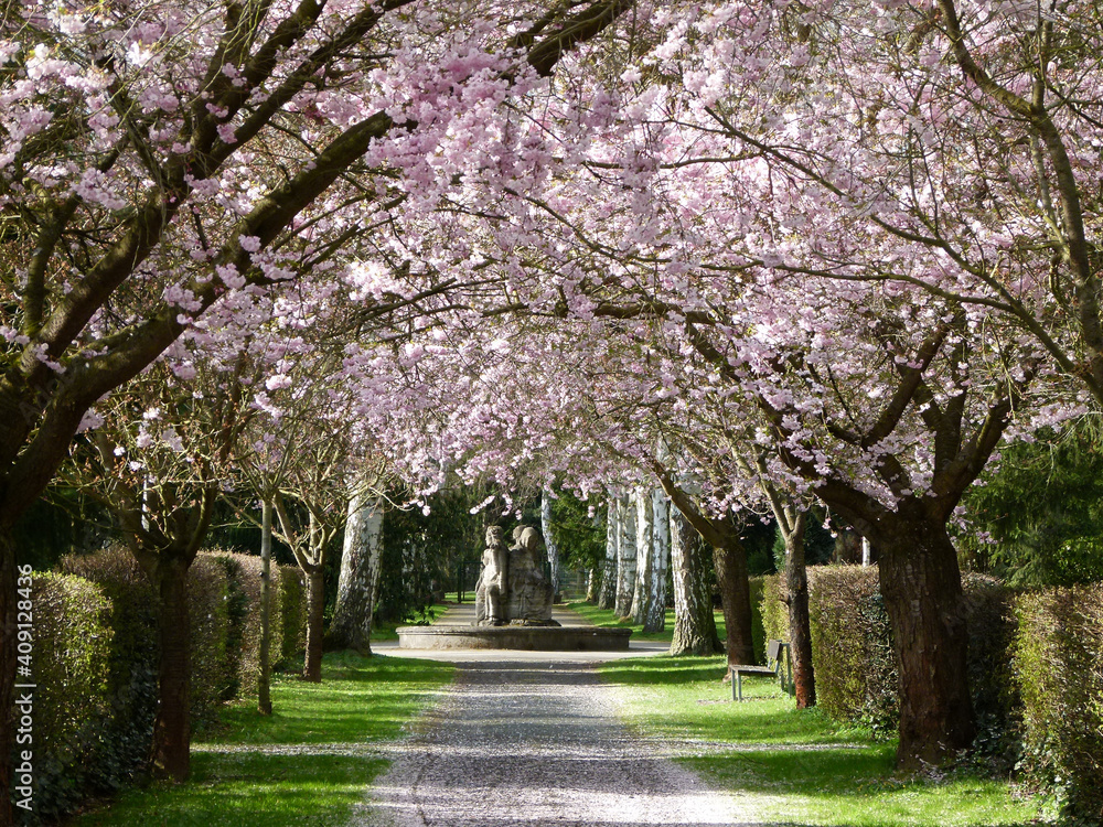 Springtime Japanese Cherry Trees In Full Blossom