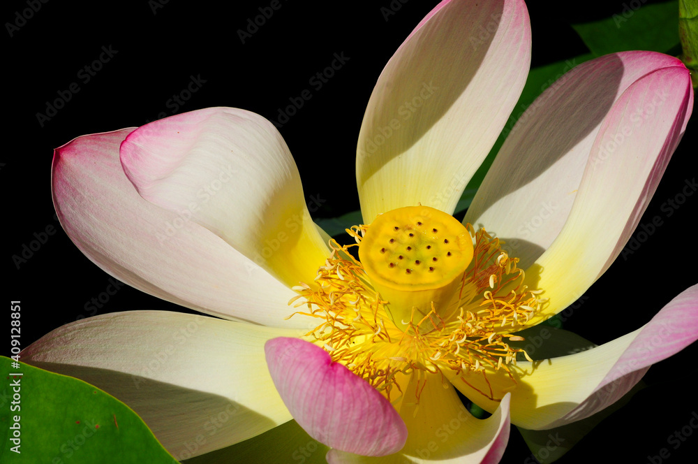Water lily, pink and white Water lily, pink and white