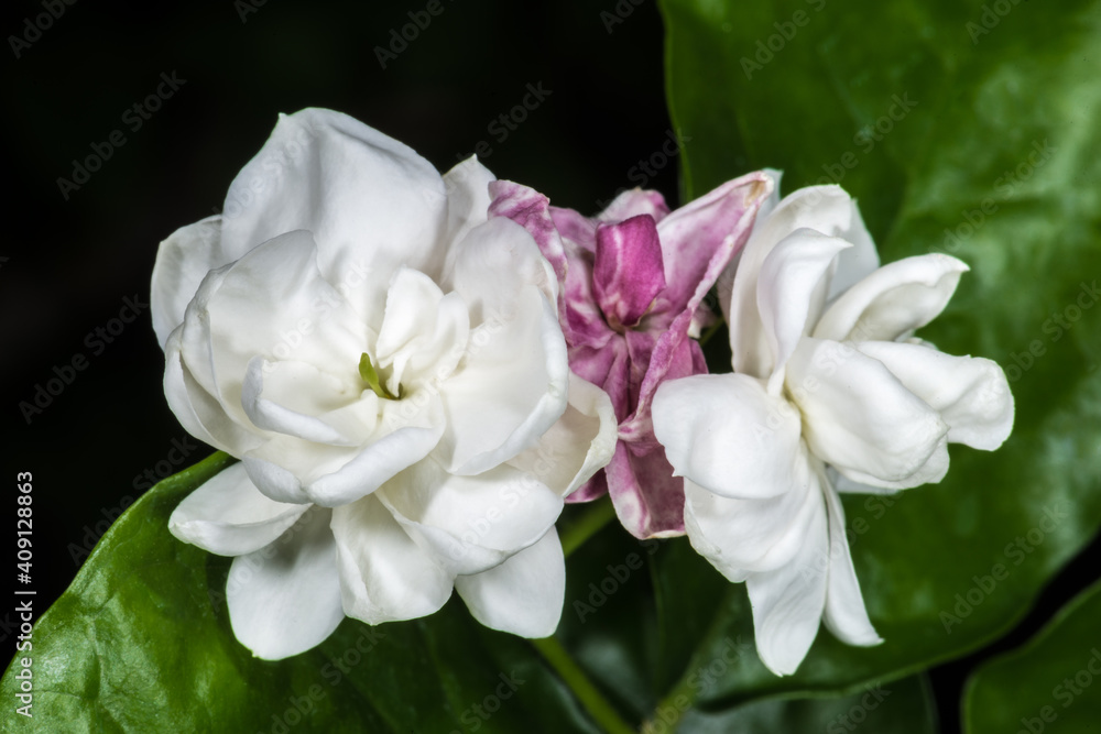 Arabian Jasmine, Maid of Orleans (Jasminum sambac) Arabian Jasmine, Maid of Orleans (Jasminum sambac)