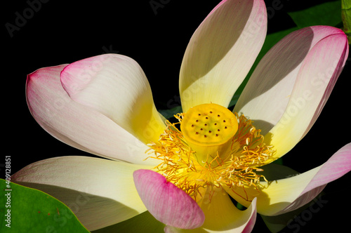 Water lily, pink and white photo