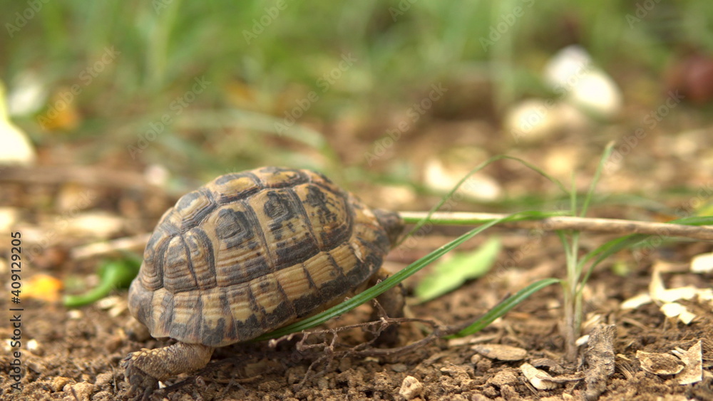The little turtle is crawling. Wild nature. The turtle is slowly crawling. Side view The little turtle is crawling. Wild nature. The turtle is slowly crawling. Side view