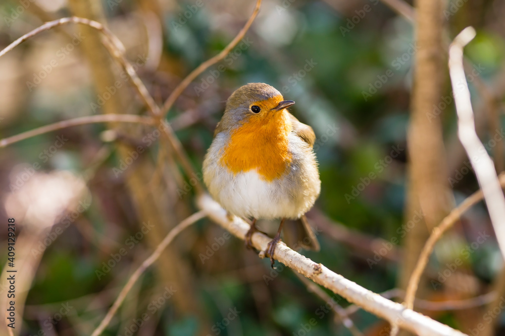 European robin, Erithacus rubecula European robin, Erithacus rubecula