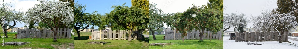 Apple Tree In All Four Seasons - Horizontal Panorama