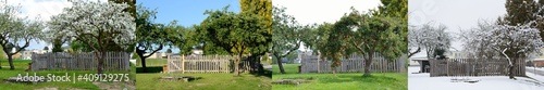 Apple Tree In All Four Seasons - Horizontal Panorama