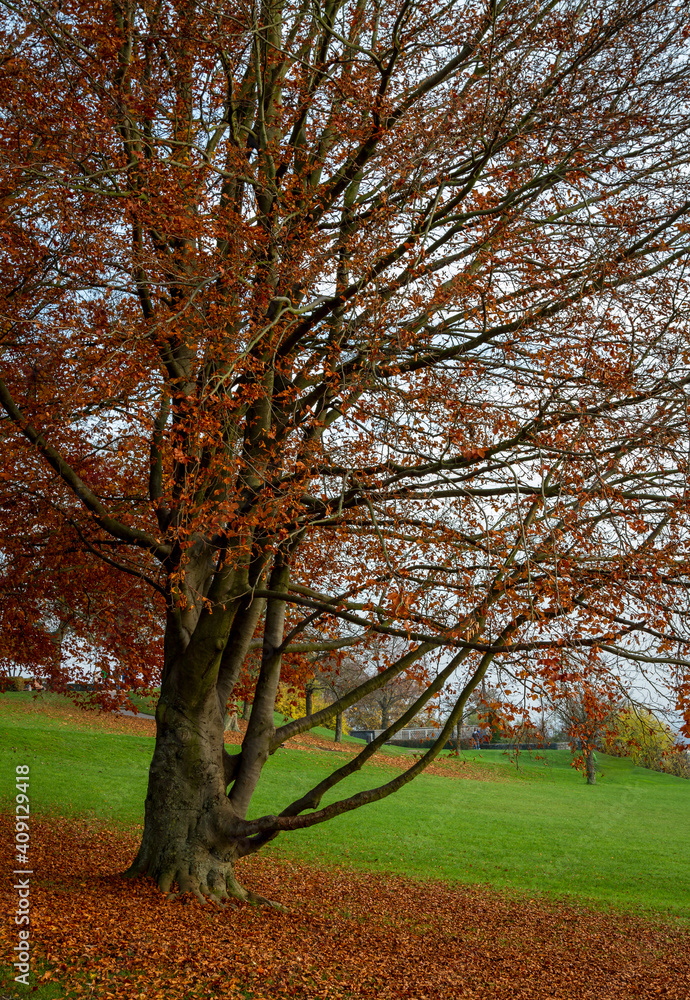 autumn in park