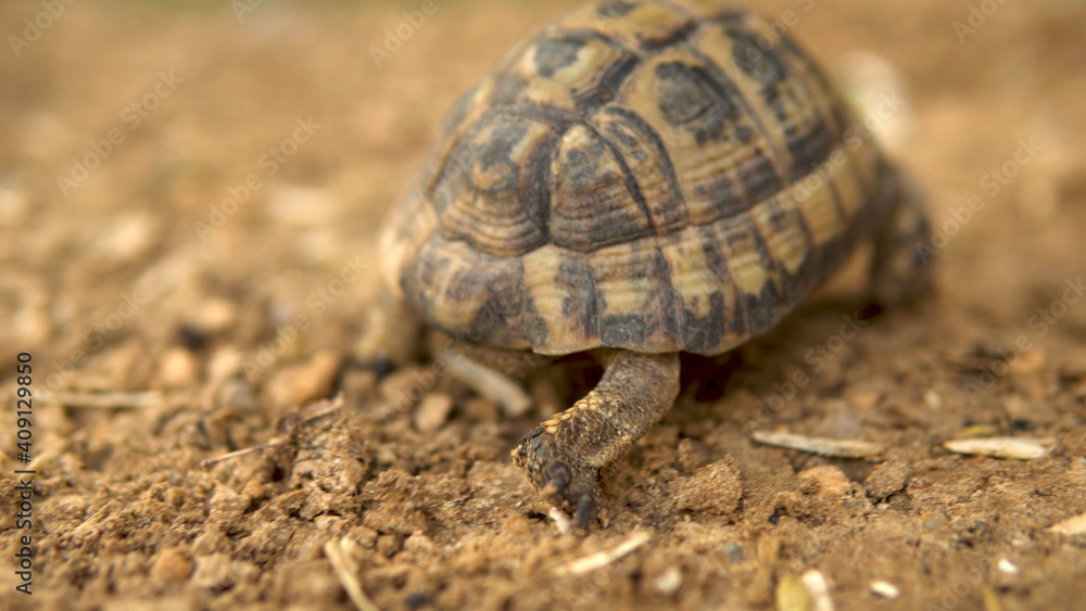 The little turtle is crawling. Wild nature. The turtle is slowly crawling. Back view The little turtle is crawling. Wild nature. The turtle is slowly crawling. Back view