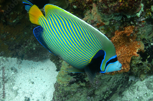 The emperor angelfish  Pomacanthus imperator 