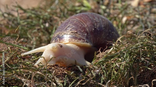 African giant snail (Bekicot, Achatina fulica, Archachatina marginata) on grass, 4k photo