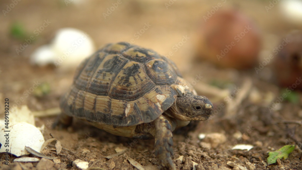 The little turtle is crawling. Wild nature. The turtle is slowly crawling. Front view The little turtle is crawling. Wild nature. The turtle is slowly crawling. Front view