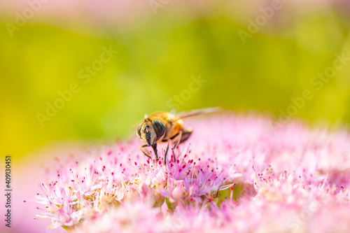 A bee is gathering honey