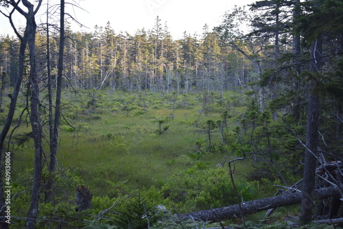 Dark Woods
