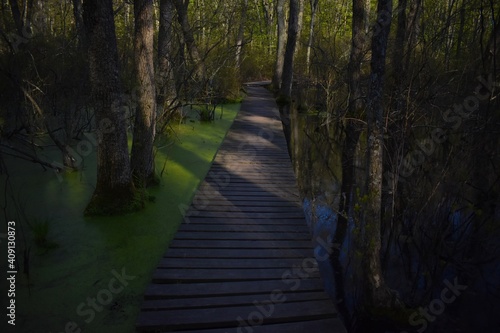 Dark Woods