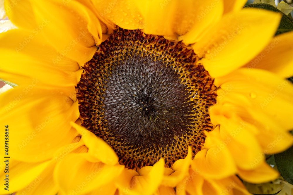 Obraz premium blooming sunflower close up horizontal composition