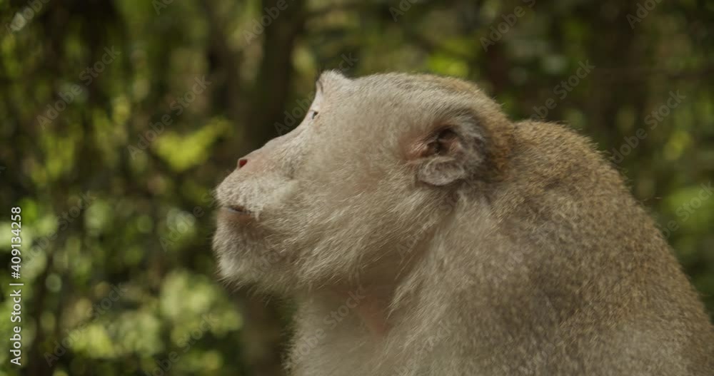 Close up of a macaque monkey talking and making noises in the forest. Adult brown furry monkey yelling in the nature. Close up of a macaque monkey talking and making noises in the forest. Adult brown furry monkey yelling in the nature.