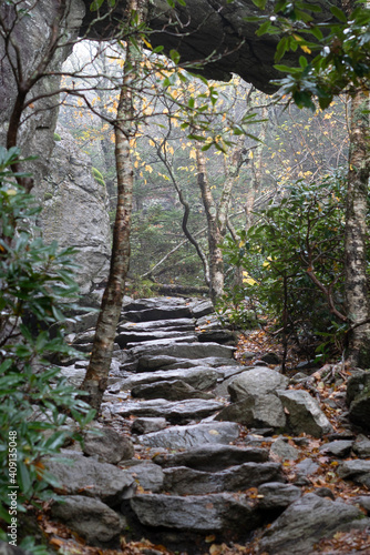 forest path