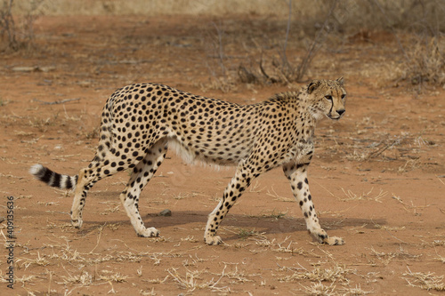 Adult Cheetah in South Africa