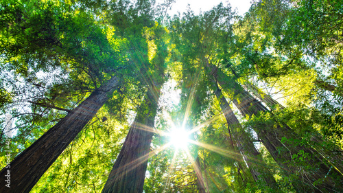 Redwood Forest and Sunlight
