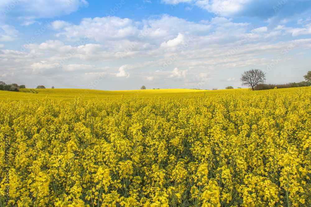Fototapeta premium Rape Field