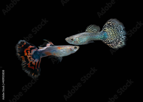 two guppy fish in action