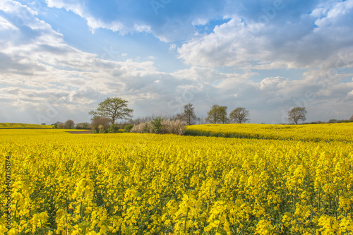 Rape Field