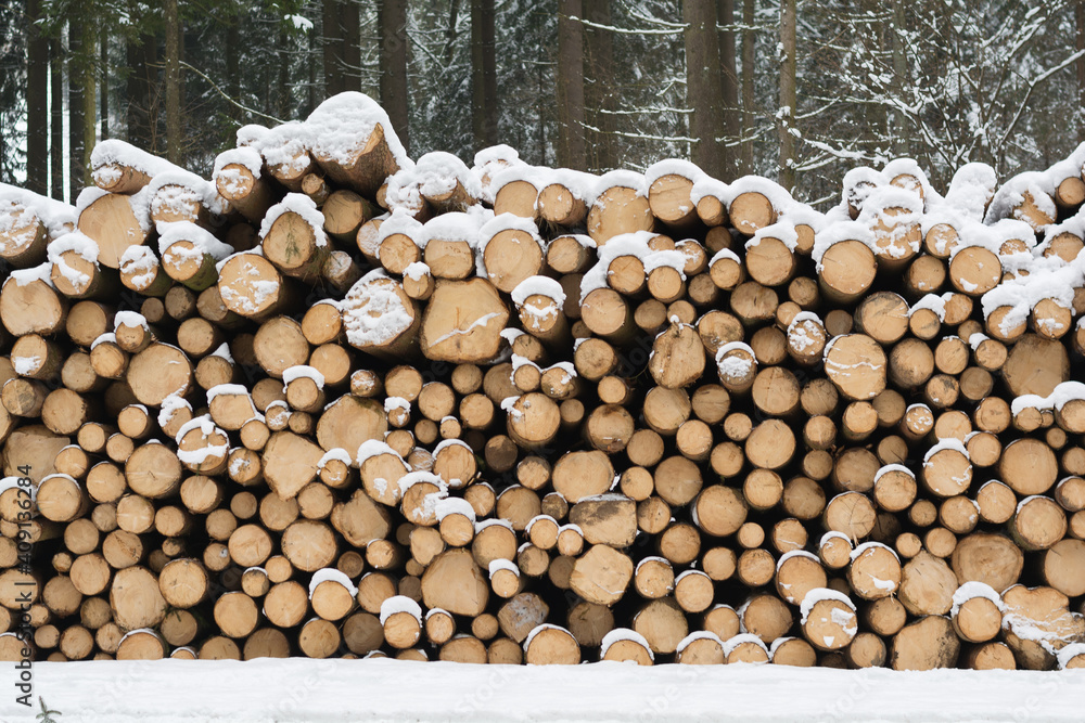 Freshly Cut Trees Are Covered With Snow On A Stack