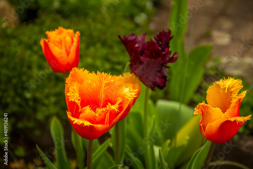 Tulips