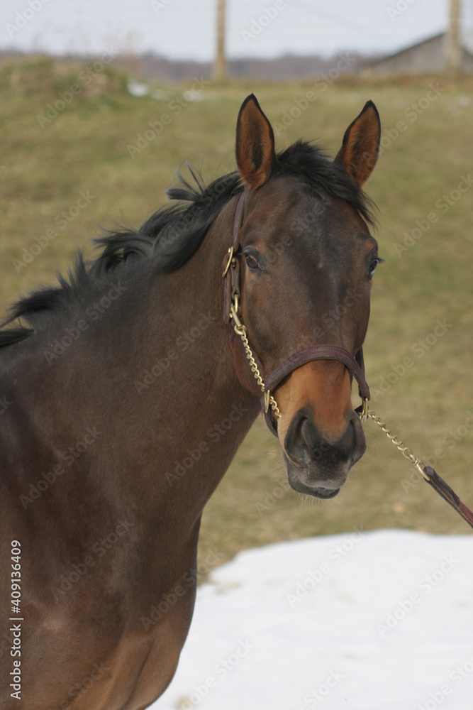 Obraz premium Horses in Winter Scene