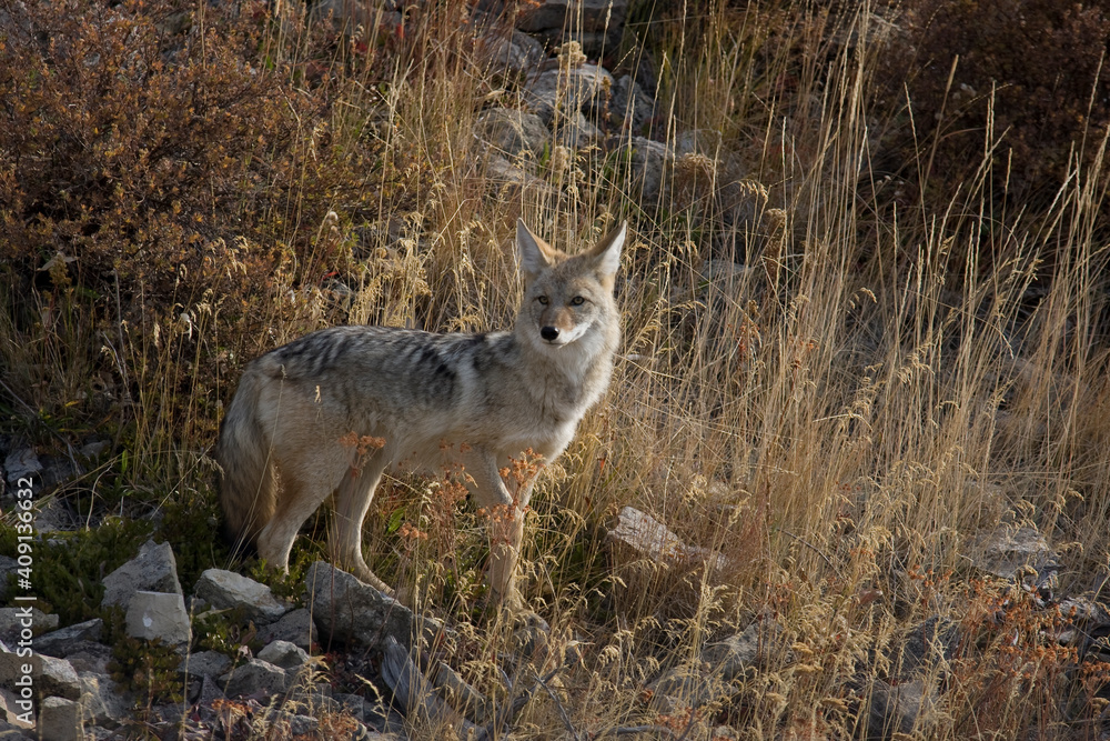 Adult North American Coyote with a radio Collar in Yellowstone national Park Adult North American Coyote with a radio Collar in Yellowstone national Park