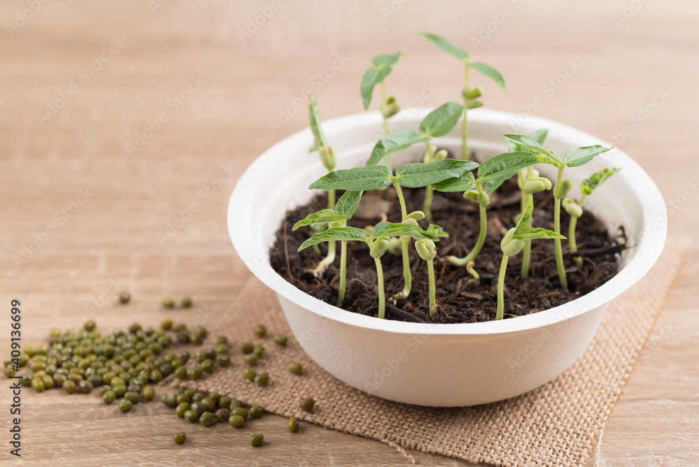 Organic plant growing in recycling biodegradable bowl on wooden table, eco friendly sustainable concept Organic plant growing in recycling biodegradable bowl on wooden table, eco friendly sustainable concept