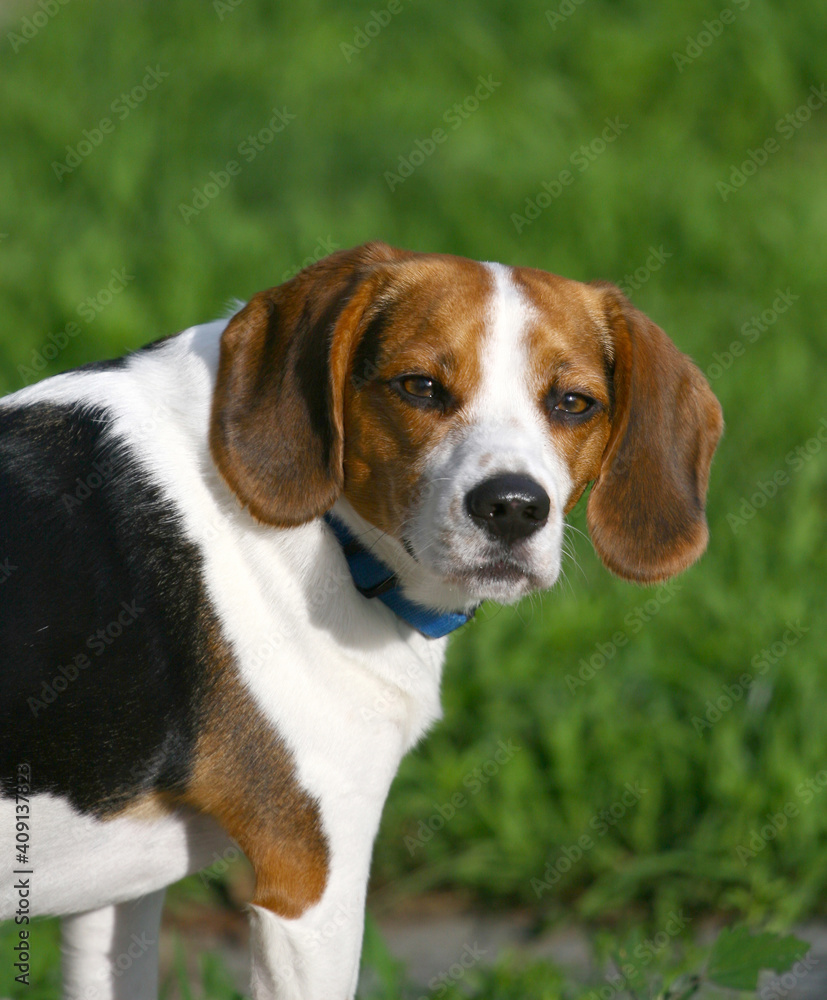 Young Beagle puppy looking over its shoulder