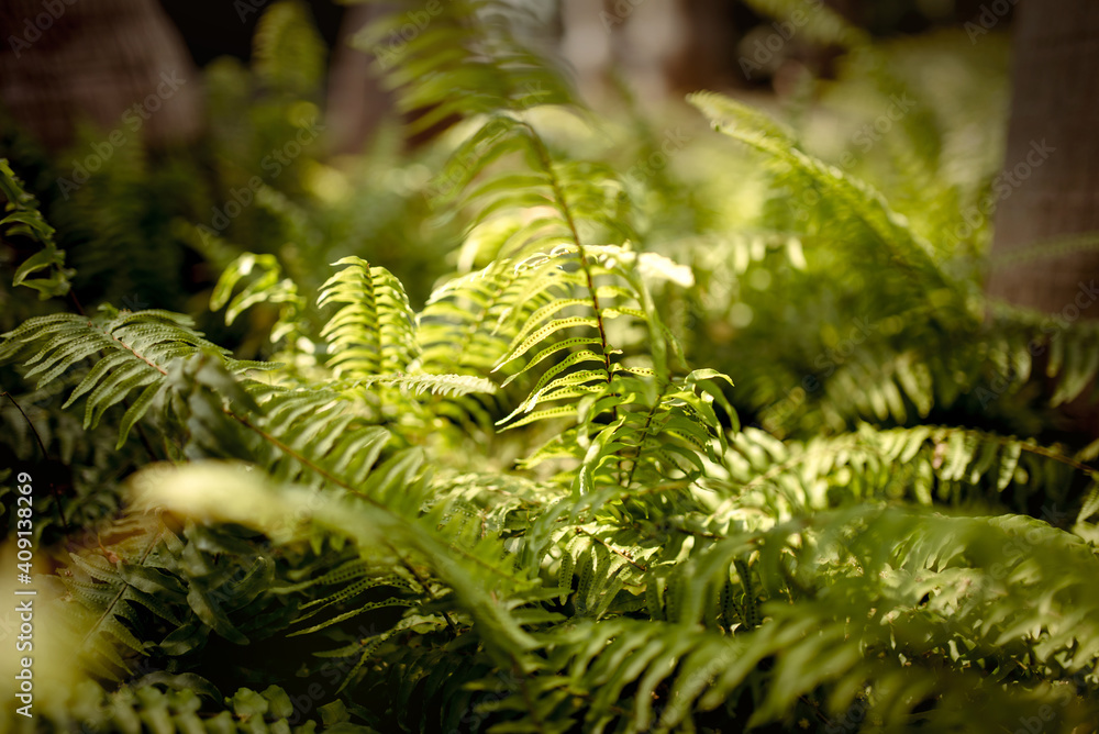fern in the forest fern in the forest
