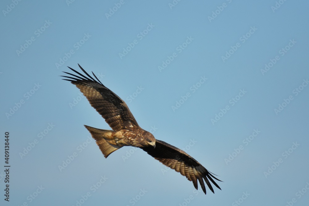 A medium sized bird Male and female have the same characteristics. The body is dark brown and yellow both above and below. Dark brown wings The tail is shallow, the mouth is short, sharp and black.