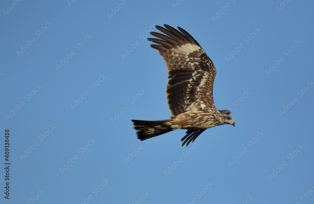 Fototapeta premium A medium sized bird Male and female have the same characteristics. The body is dark brown and yellow both above and below. Dark brown wings The tail is shallow, the mouth is short, sharp and black.