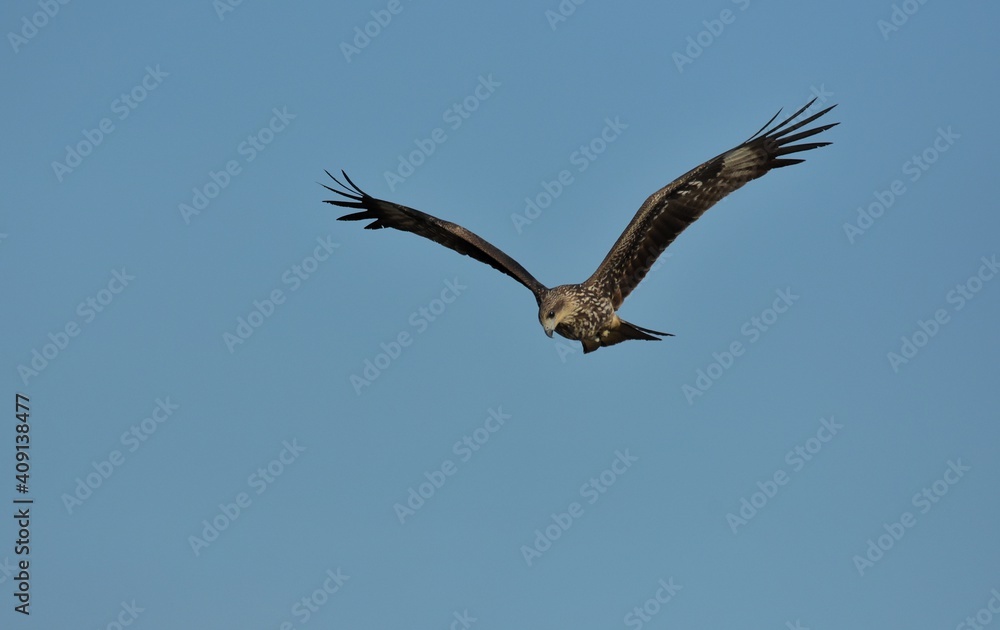 Obraz premium A medium sized bird Male and female have the same characteristics. The body is dark brown and yellow both above and below. Dark brown wings The tail is shallow, the mouth is short, sharp and black.