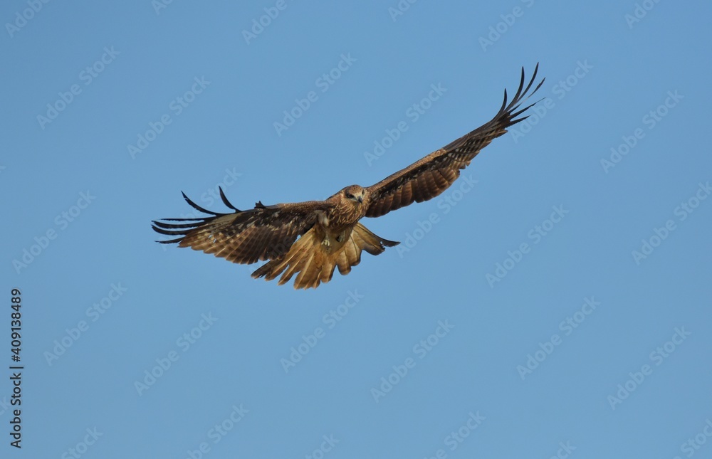 Obraz premium A medium sized bird Male and female have the same characteristics. The body is dark brown and yellow both above and below. Dark brown wings The tail is shallow, the mouth is short, sharp and black.