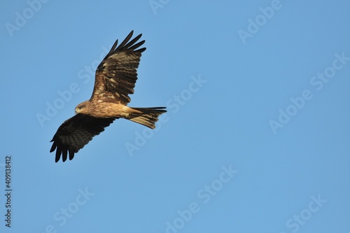 A medium sized bird Male and female have the same characteristics. The body is dark brown and yellow both above and below. Dark brown wings The tail is shallow  the mouth is short  sharp and black.