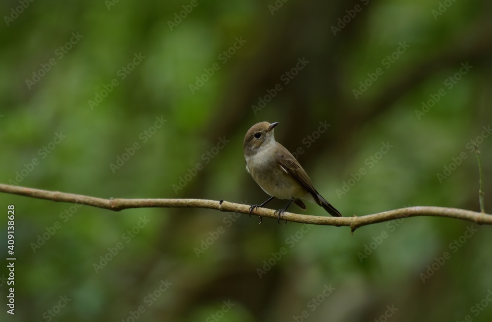 Black mouth, head and upper body, grayish brown, black tail, outer double tail base white, lower body grayish white.