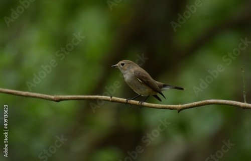 Black mouth, head and upper body, grayish brown, black tail, outer double tail base white, lower body grayish white.