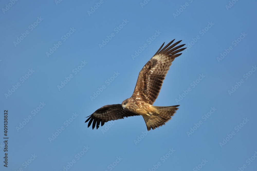 Obraz premium A medium sized bird Male and female have the same characteristics. The body is dark brown and yellow both above and below. Dark brown wings The tail is shallow, the mouth is short, sharp and black.