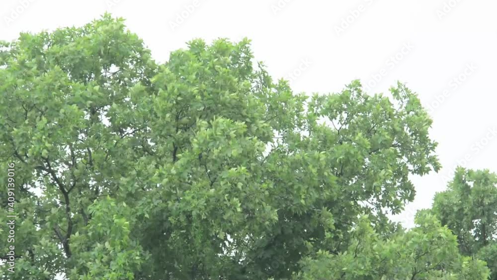 Treetops blowing in wind and rain in the spring Treetops blowing in wind and rain in the spring
