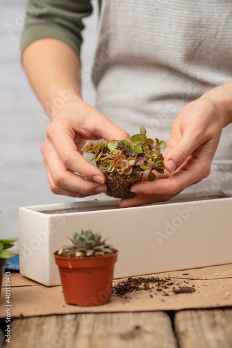 The woman s hands transplant the plant into a new pot. Green indoor plants at home  gardening  indoor plants  flower decor. Nature and care