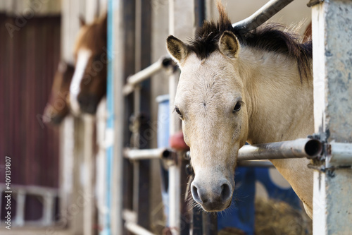 Head of horse peeking out of the stable doors on the background of other horses