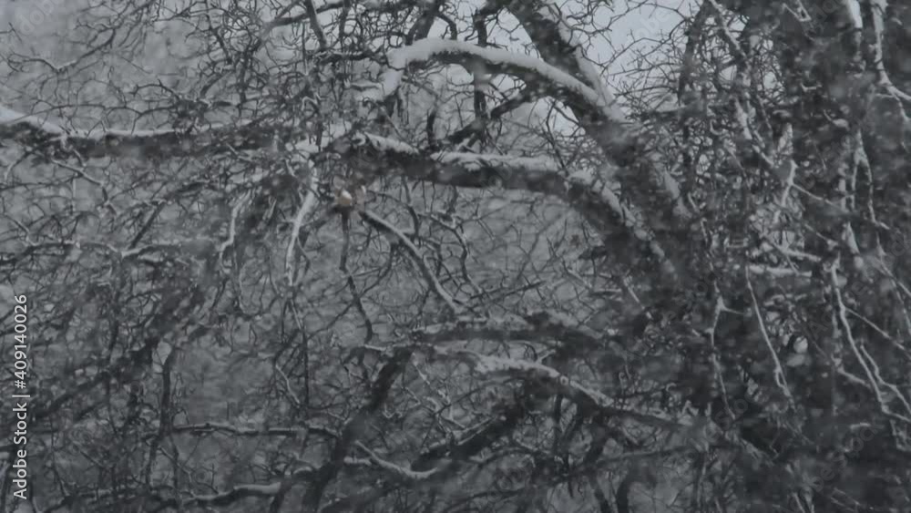 Closeup of a snow covered tree with wind blowing snow across the view Closeup of a snow covered tree with wind blowing snow across the view