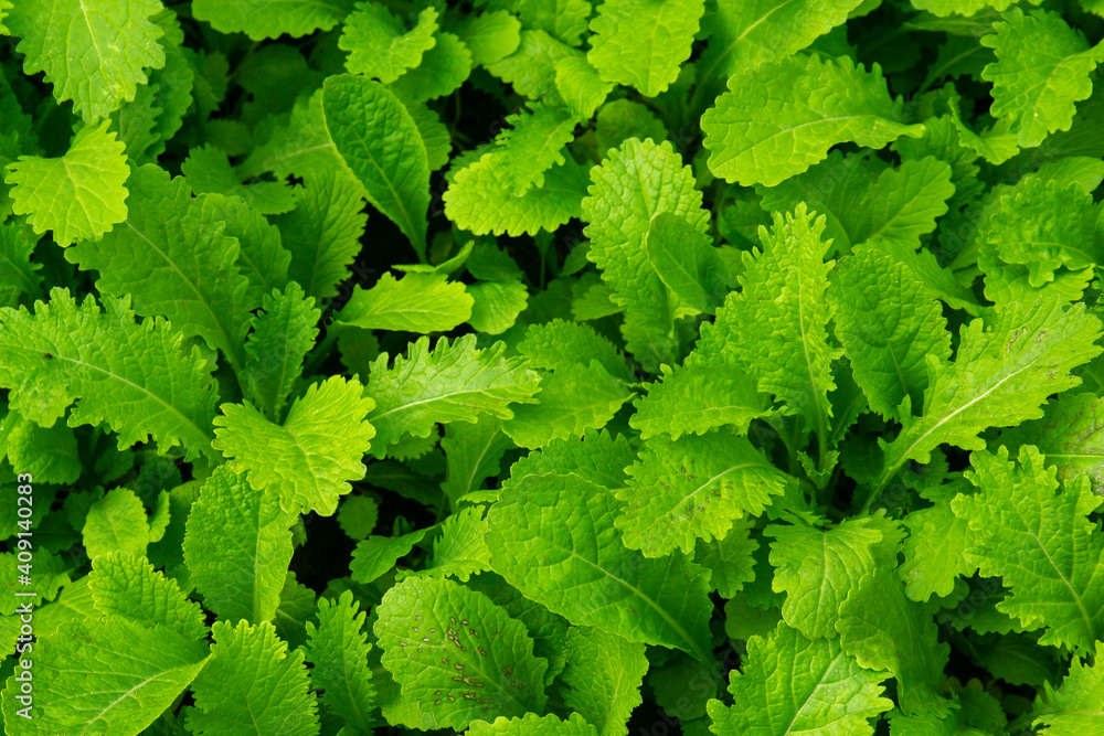 close up of green leaves close up of green leaves