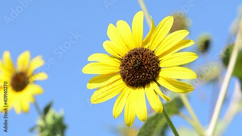 Closeup of a wild native Sunflower in light wind